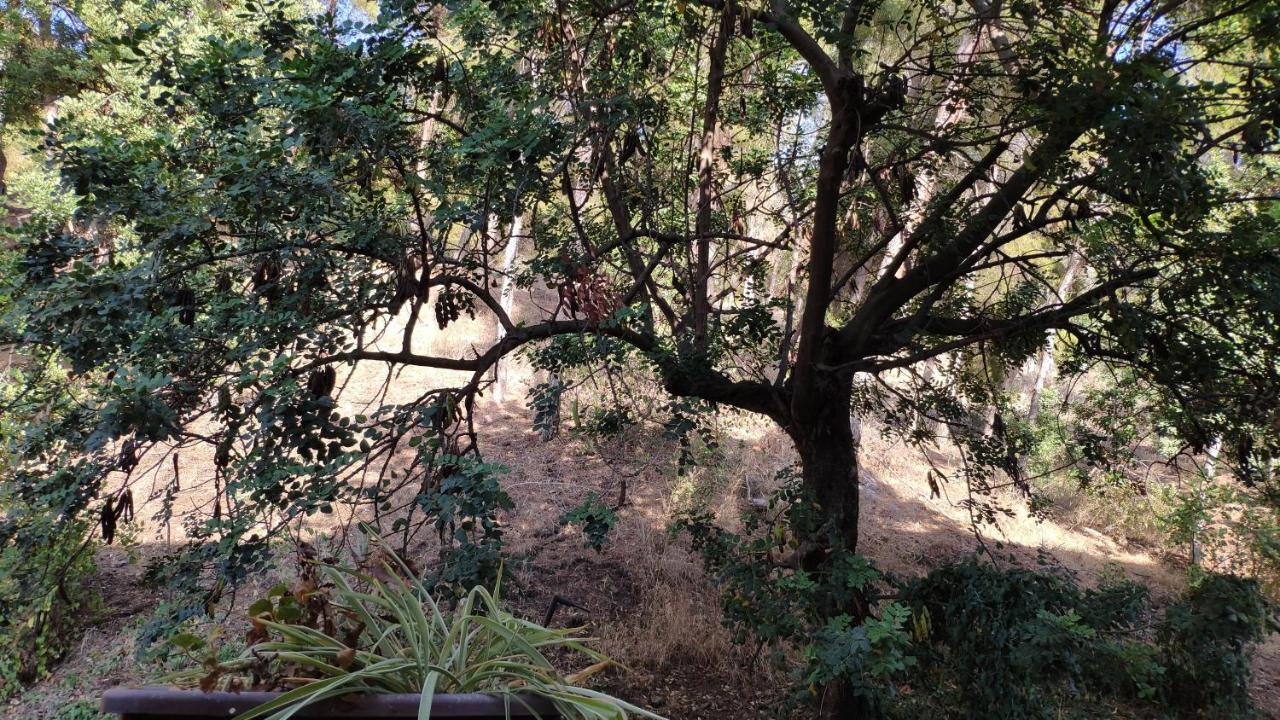 Fabulosa Casa Del Arbol 马拉加 外观 照片